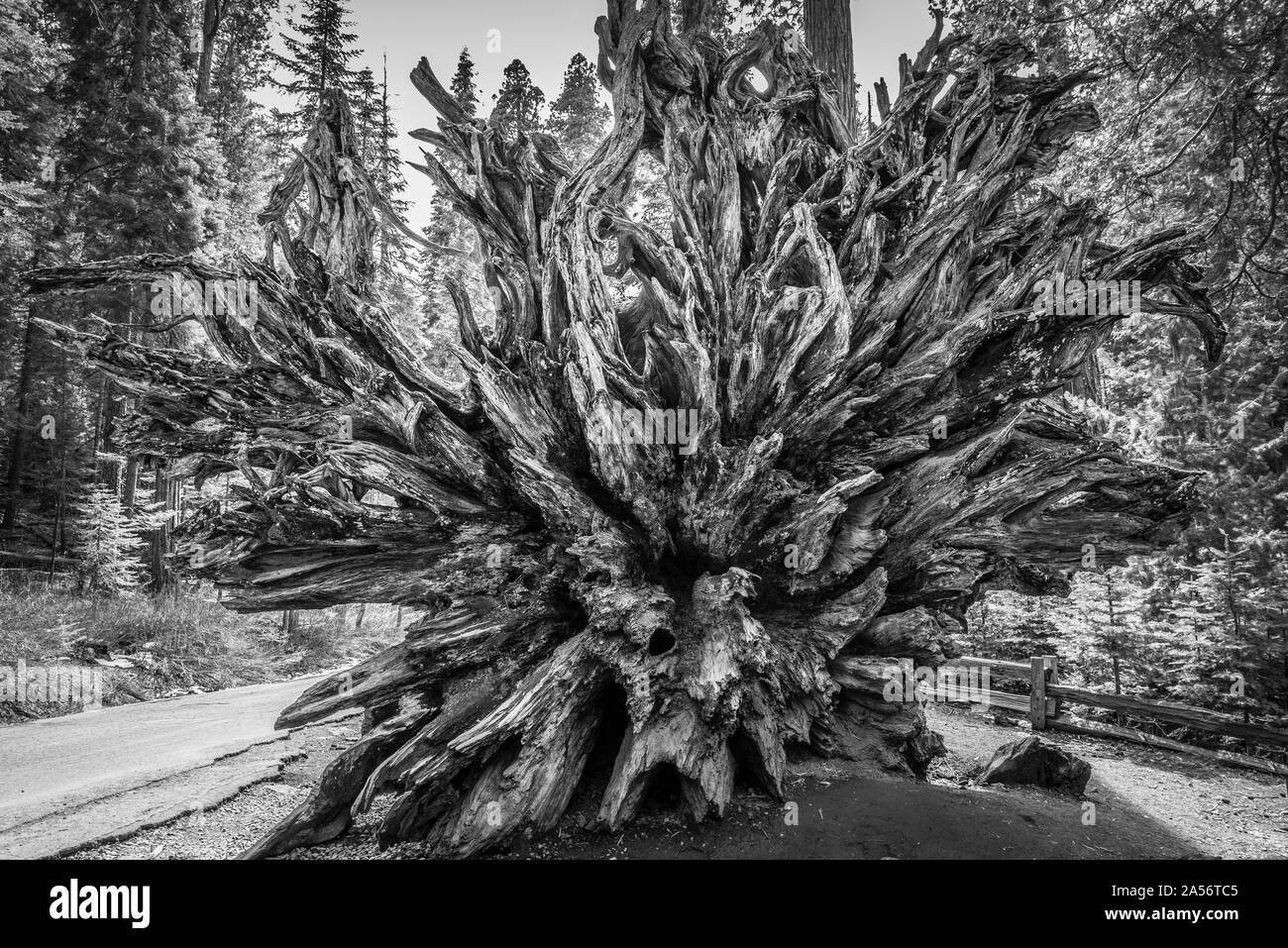 Gefallenen Giant Sequoia Wurzeln. Stockfoto