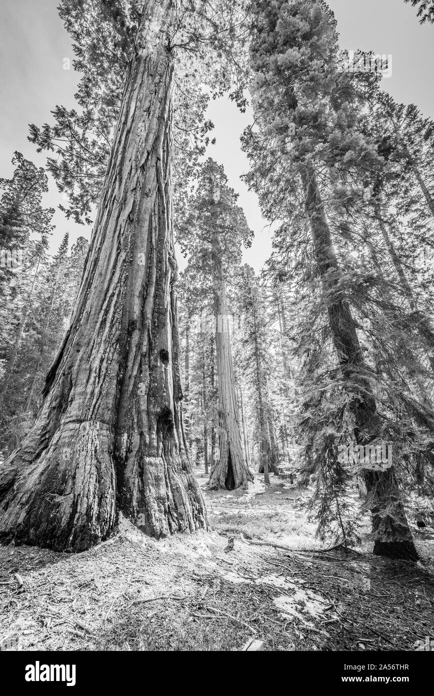 Giant Sequoia Baum. Stockfoto