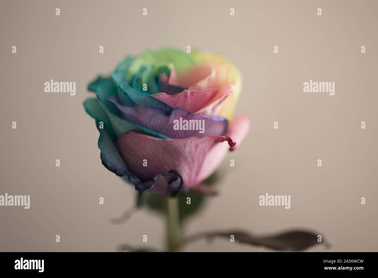 Mehrfarbige Rose Blume, in der Nähe von Rainbow Rose oder glücklich Rose, blass aussehen. Stockfoto