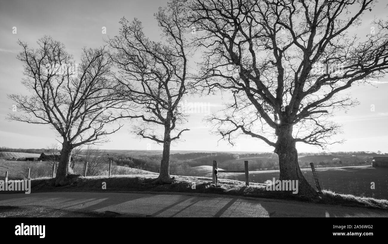 Drei Bäume auf dem Hügel B&W. Stockfoto
