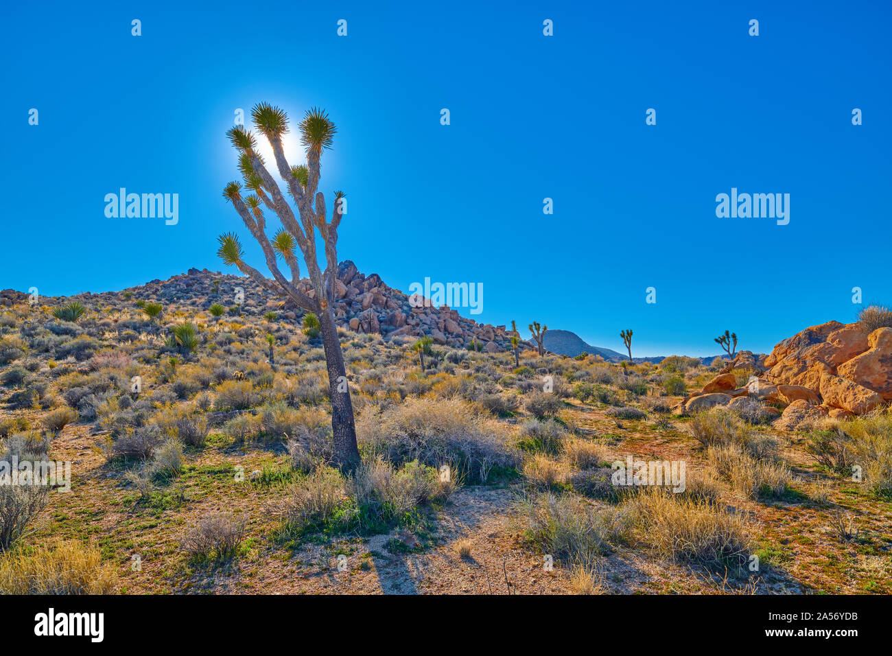 Joshua Tree Hintergrundbeleuchtung mit Sonne und blauen Himmel entlang mit Boulder Bildung. Stockfoto