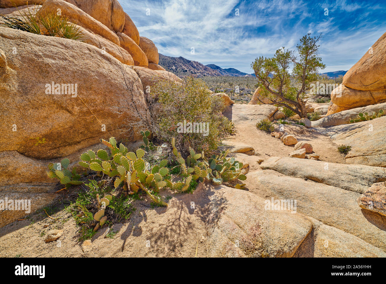 Cactus entlang Wanderweg im Joshua Tree National Park. Stockfoto