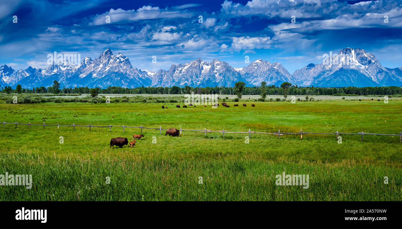 Bisons grasen im Grand Teton National Park. Stockfoto