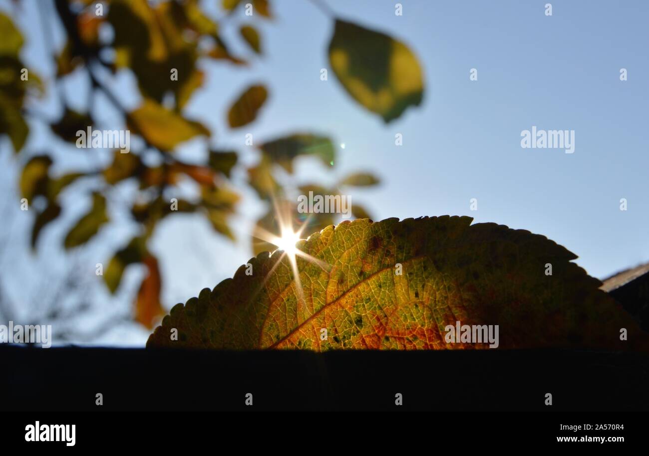 Sun Staircase ein Blatt Stockfoto