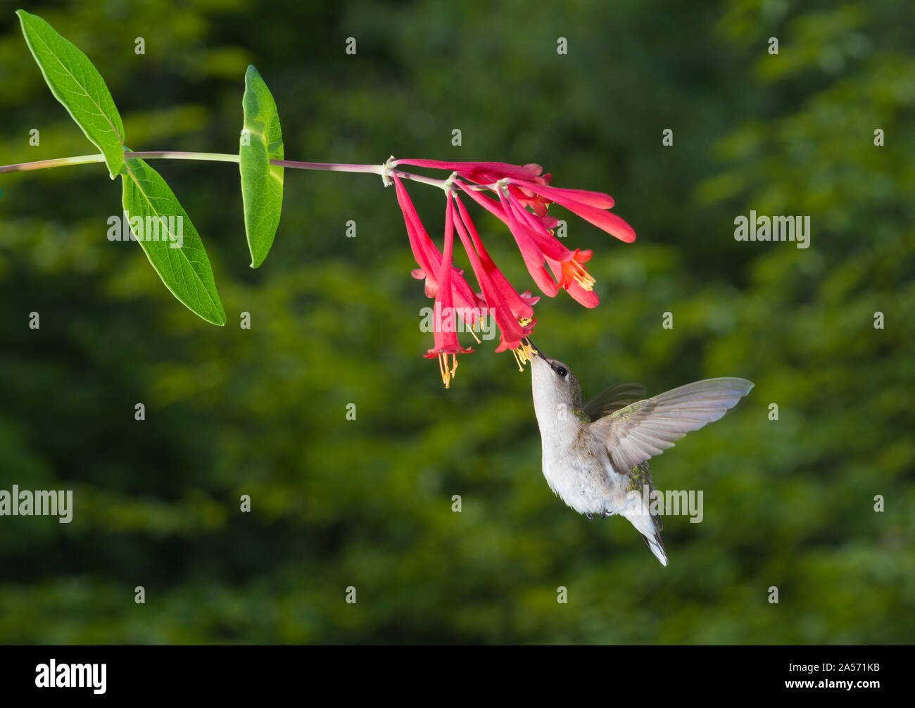 Weibliche Ruby-Throated Kolibri. Stockfoto
