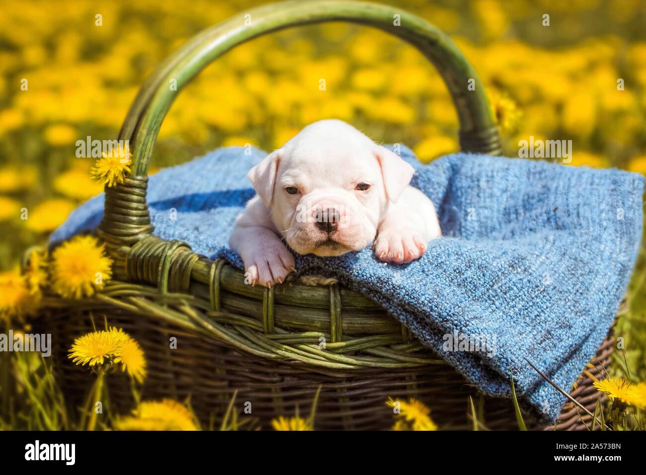 American Bulldog Welpen in einem Korb Stockfoto