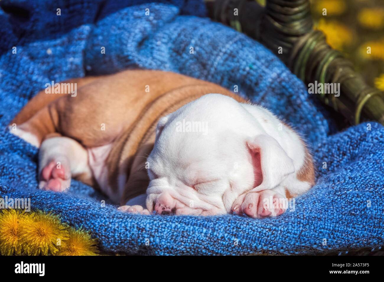 American Bulldog Welpen in einem Korb Stockfoto