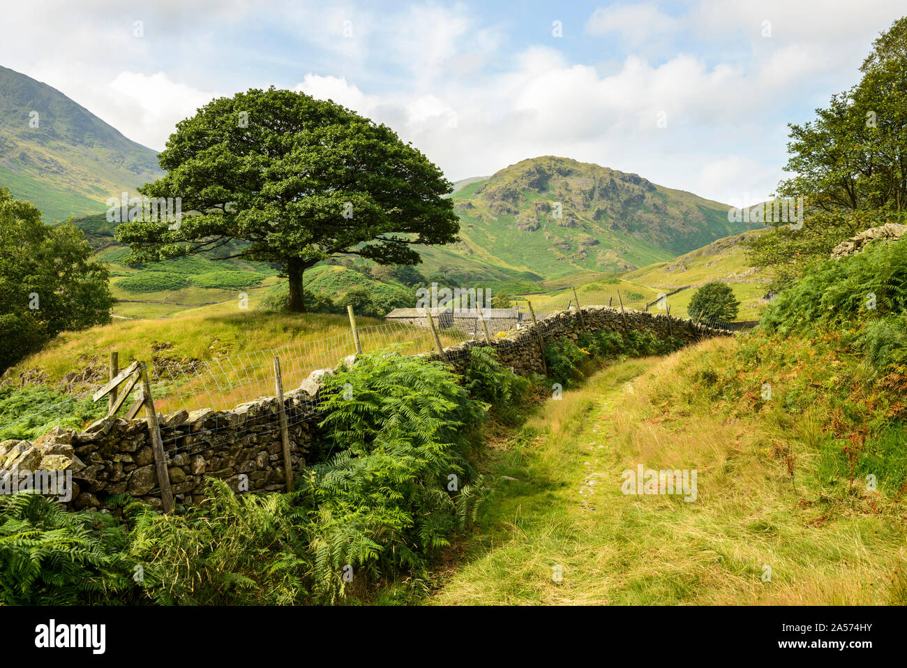 Blick auf einen einsamen Baum und jenseits zur tilberthwaite Fells von Little Langdale im Lake District. Stockfoto