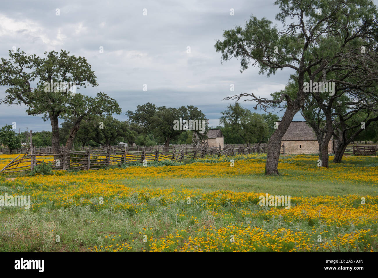Lebendige Feld der Wildblumen im Lyndon B. Johnson National Historical Park in Johnson City, Texas Stockfoto
