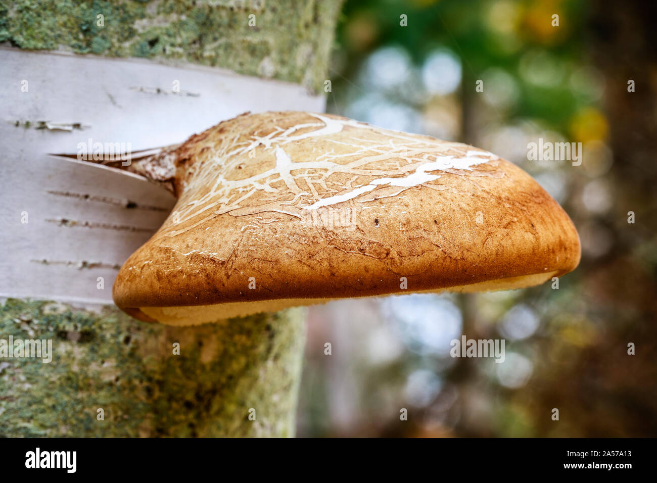 Birch Polypore Pilz (Piptoporus betulinus) zunehmend auf eine Birke, Whiteshell Provincial Park, Manitoba, Kanada. Stockfoto