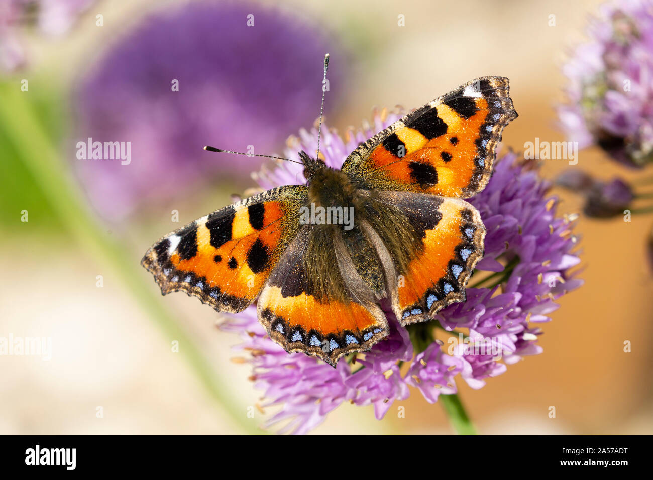 Kleiner Fuchs Schmetterling, Nymphalis urticae, Fütterung auf Allium Blume. Monmouthshire, Wales, Großbritannien Stockfoto