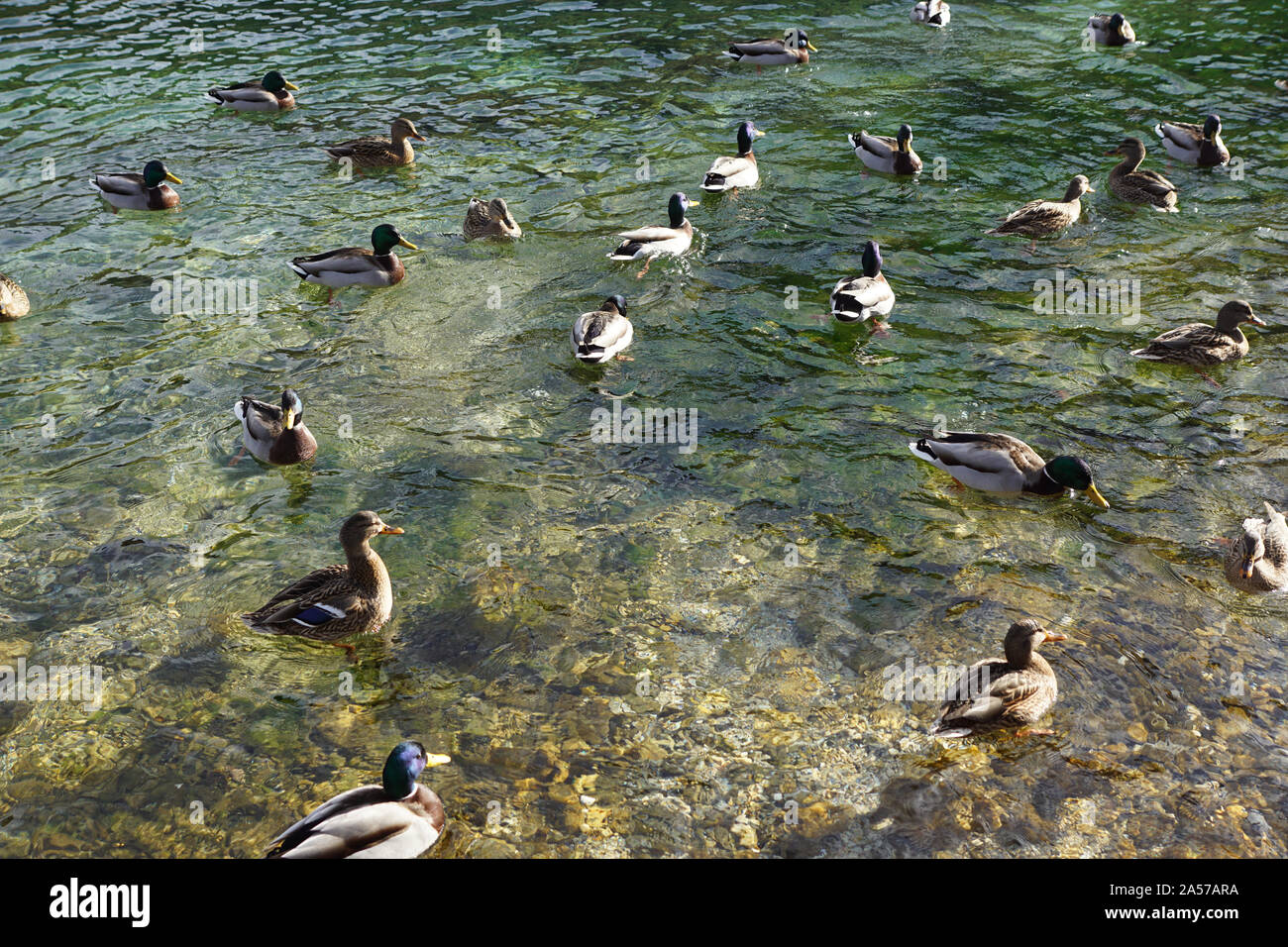 Enten schwimmen im Wintereiswasser. Enten im Winter Fluss. Winterenten Stockfoto