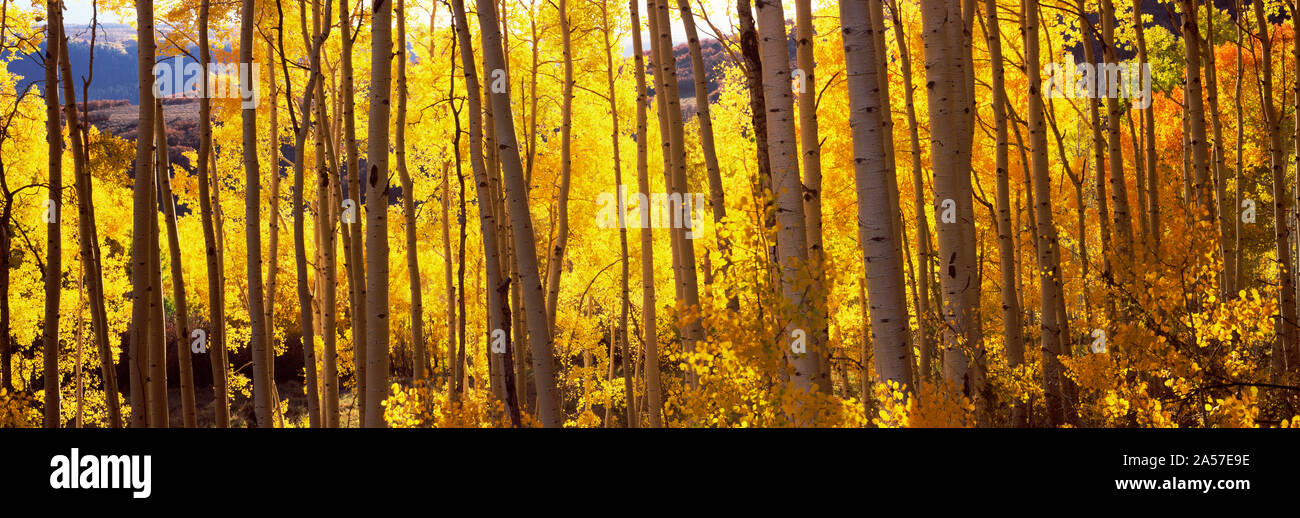Bäume im Herbst in Aspen, Colorado, USA Stockfoto