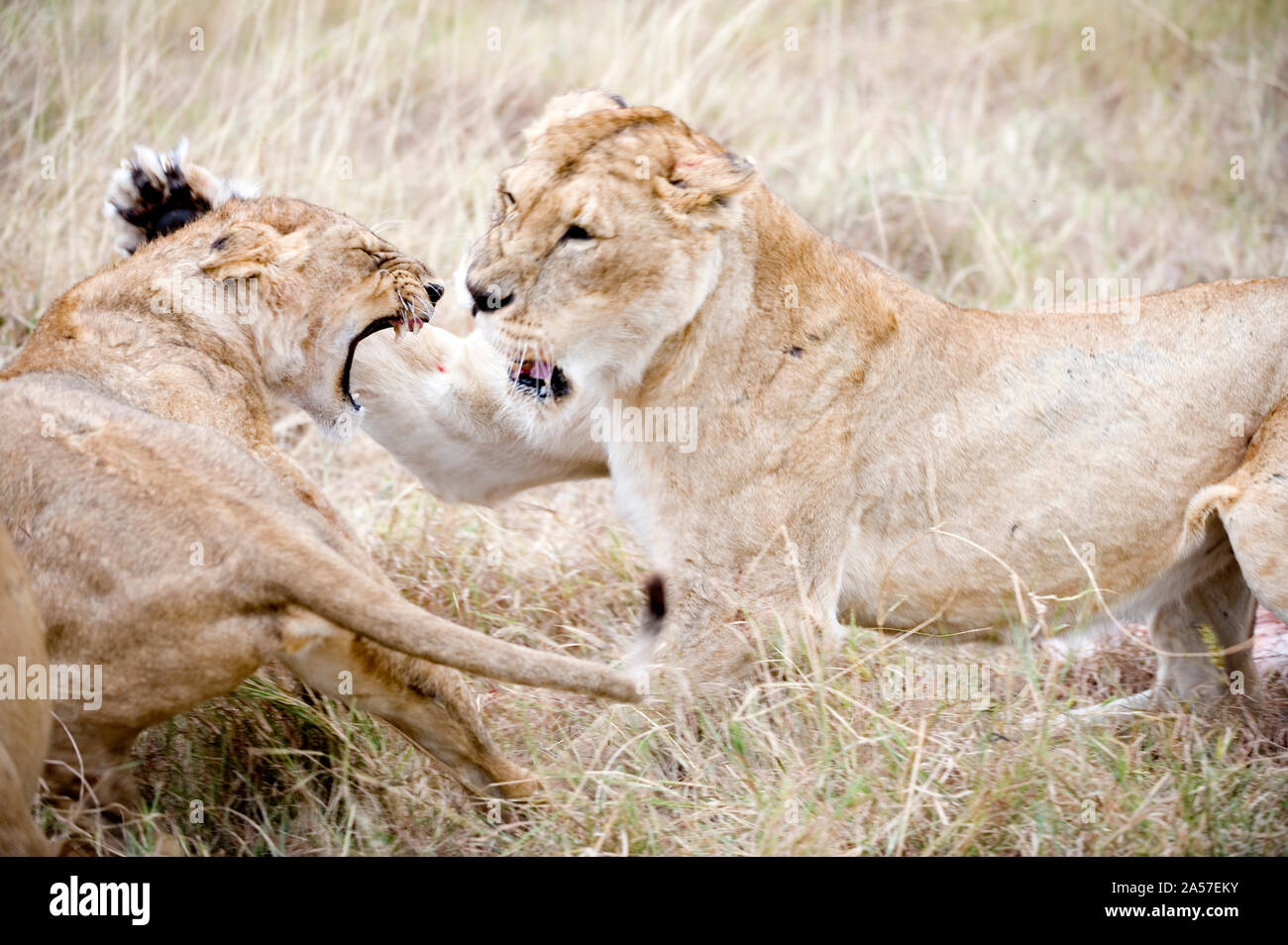 Löwe und ein junger Löwe (Panthera leo) kämpfen, in einem Wald, Ngorongoro Krater, Ngorongoro, Tansania Stockfoto