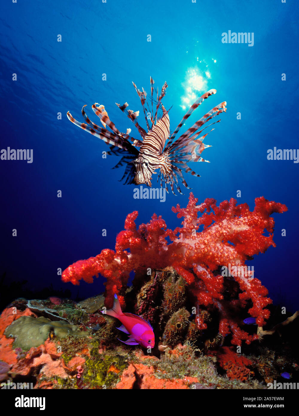 Feuerfische (Pteropterus radiata) und Squarespot anthias (Pseudanthias pleurotaenia) mit weichen Korallen im Meer Stockfoto