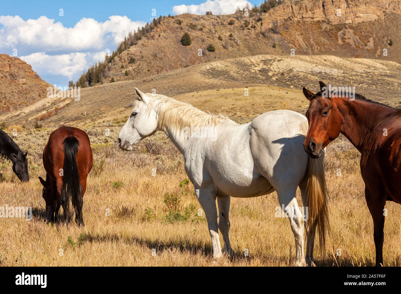 Gruppe der Pferde grasen in einem abgelegenen Tal des Colorado Stockfoto