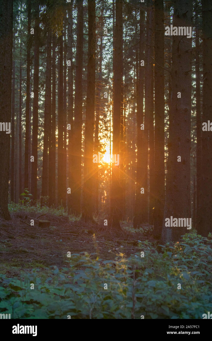 Silhouetten von Baumstämmen in einem Wald in den Sonnenuntergang. Ein sommerabend Eindruck. Stockfoto