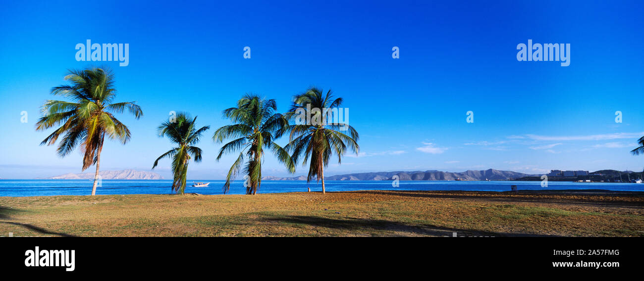 Palmen am Strand, Puerto La Cruz, Anzoategui, Venezuela Stockfoto