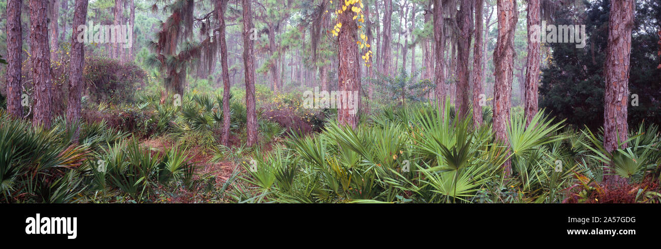 Bäume in einem Wald, Cedar Point Environmental Park, Englewood, Florida, USA Stockfoto