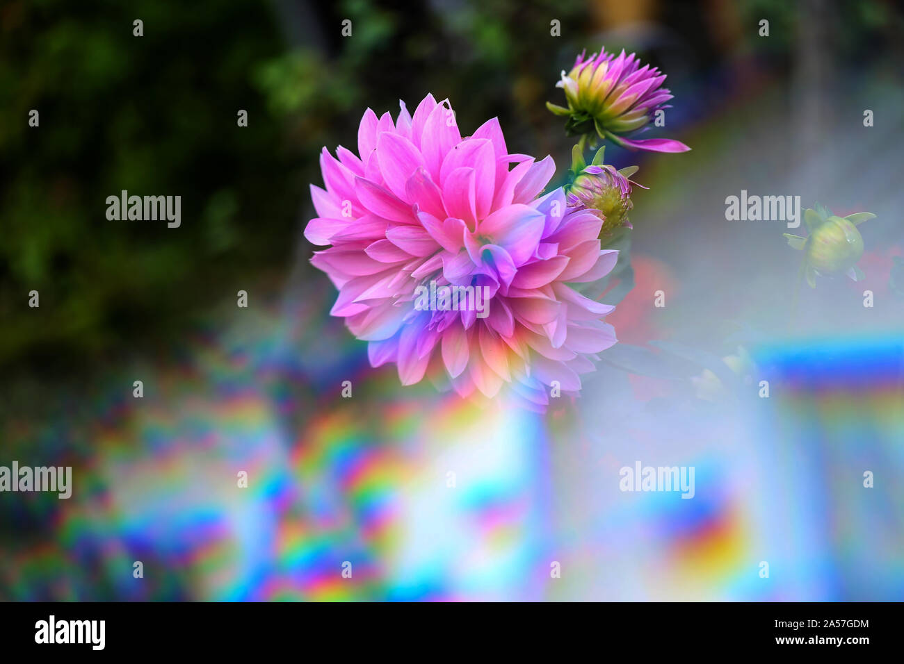 Die Blume der Dahlien durch die dreieckige Prisma. Stockfoto