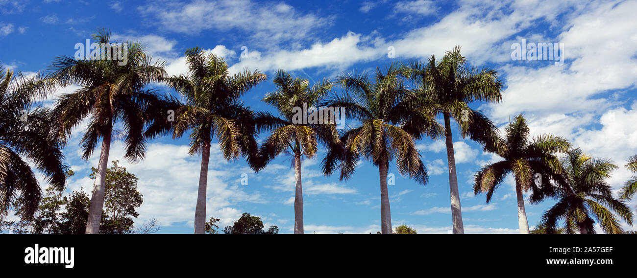 Low Angle Blick auf Palmen, Florida, USA Stockfoto