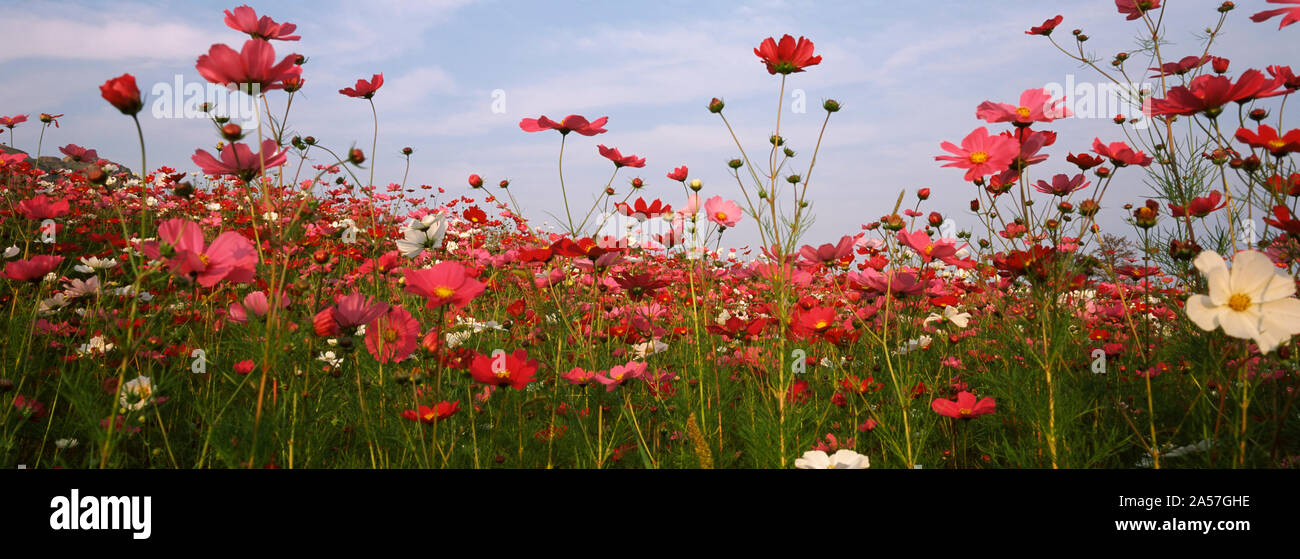 Cosmos Blumen blühen in einem Feld, Südafrika Stockfoto