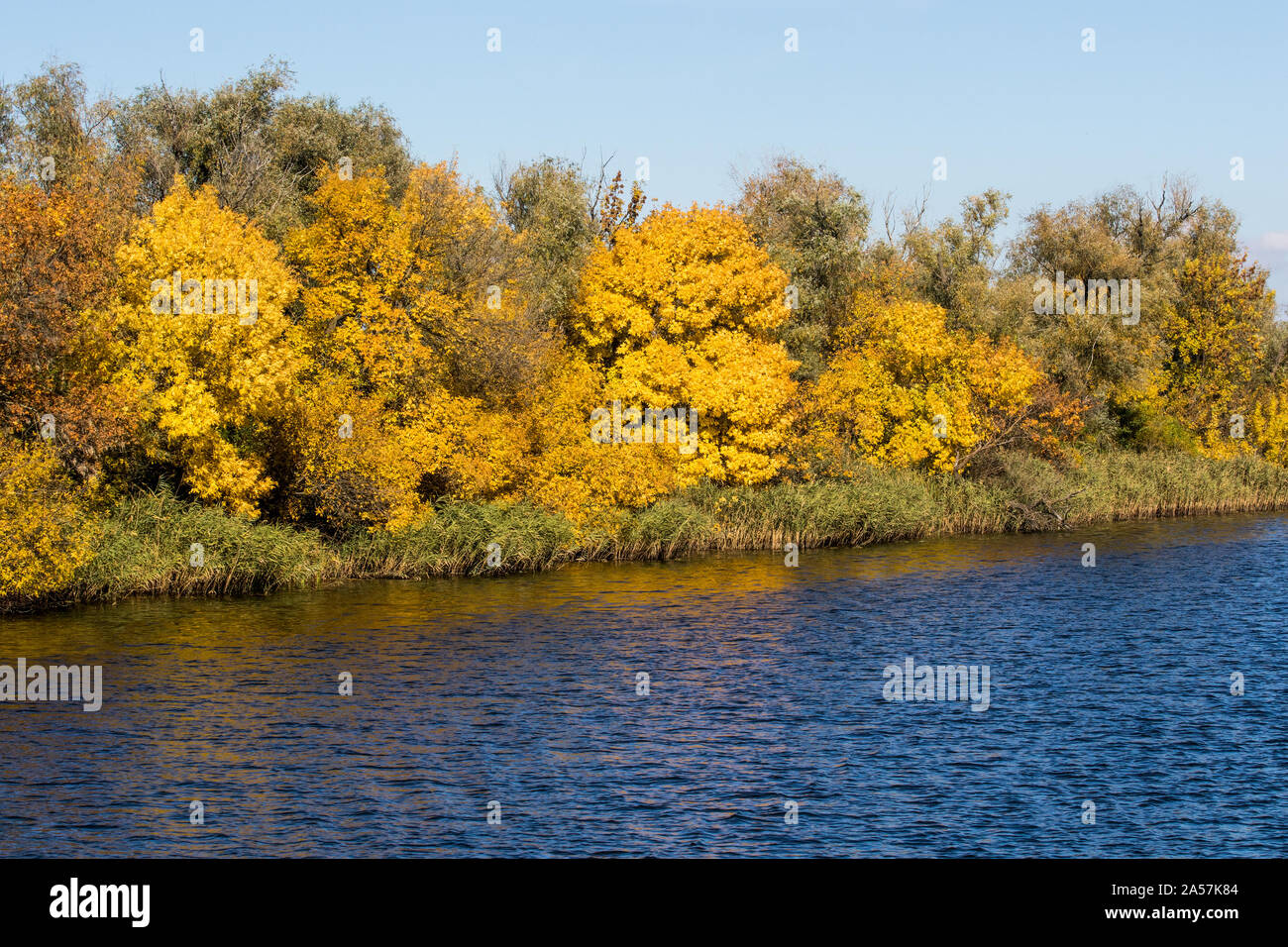 Bild Landschaft gelb Bäume am Ufer eines großen Flusses Stockfoto