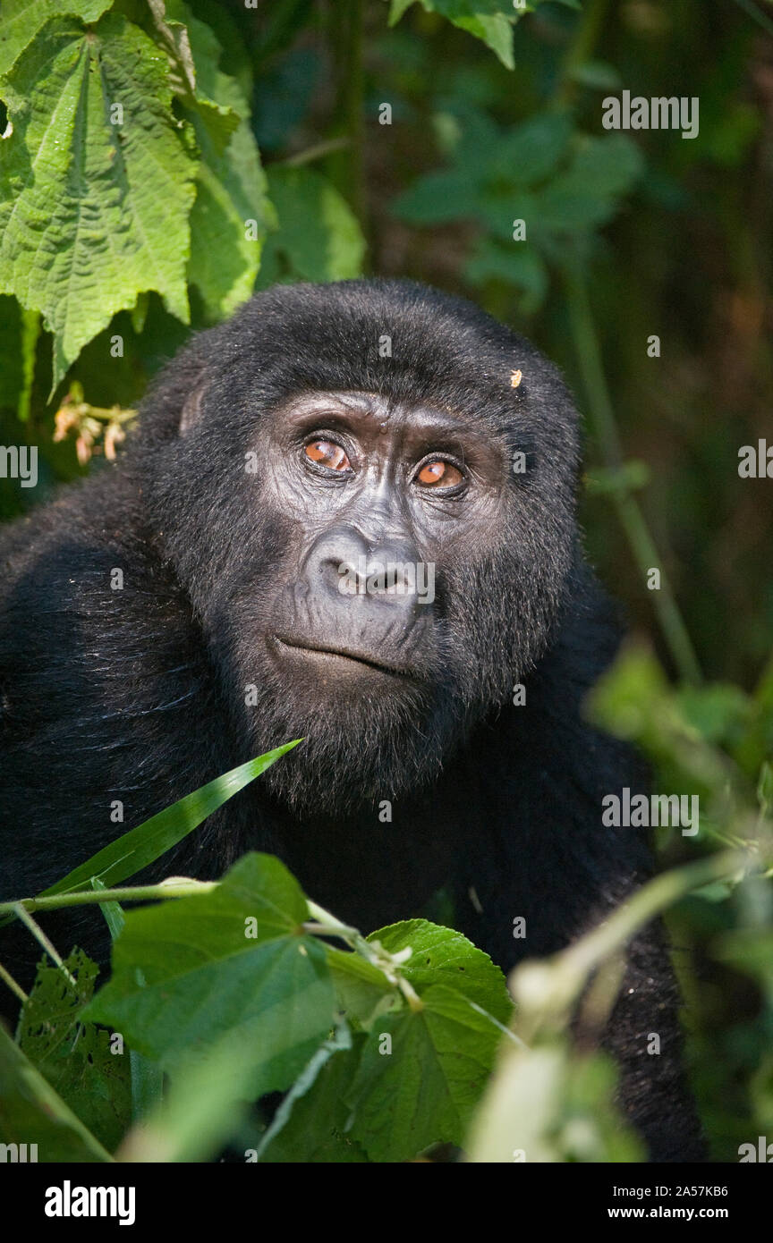 Nahaufnahme einer Berggorilla (Gorilla beringei beringei), Bwindi Impenetrable Nationalpark, Uganda Stockfoto