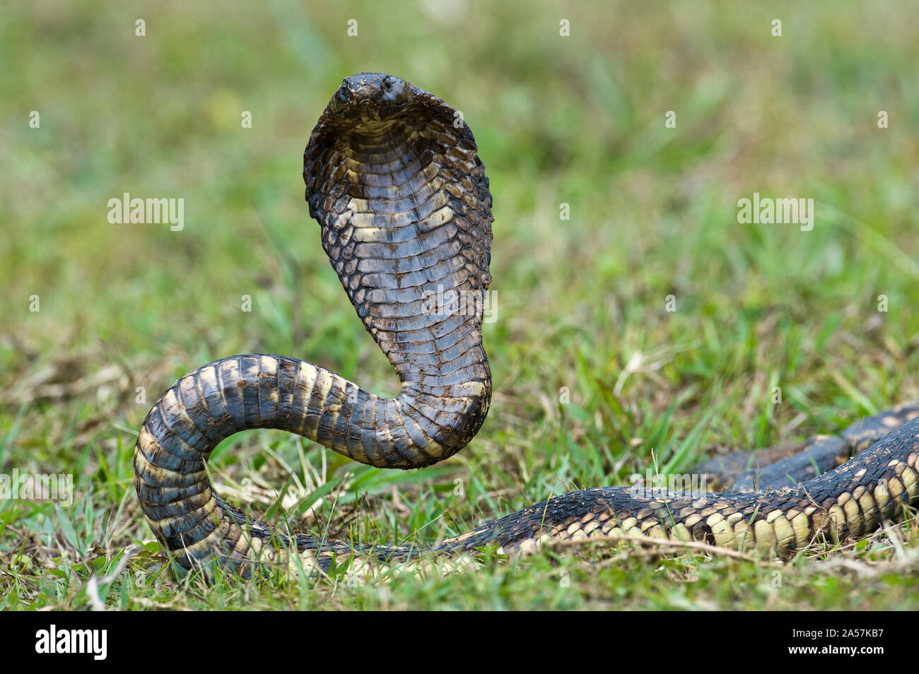 Nahaufnahme eines ägyptischen Cobra (Heloderma horridum) Aufzucht, Lake Victoria, Uganda Stockfoto
