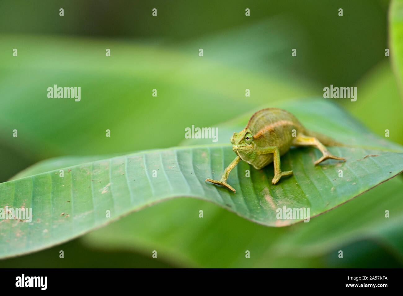 Nahaufnahme einer Dwarf Chameleon (brookesia Minima), Lake Victoria, Uganda Stockfoto