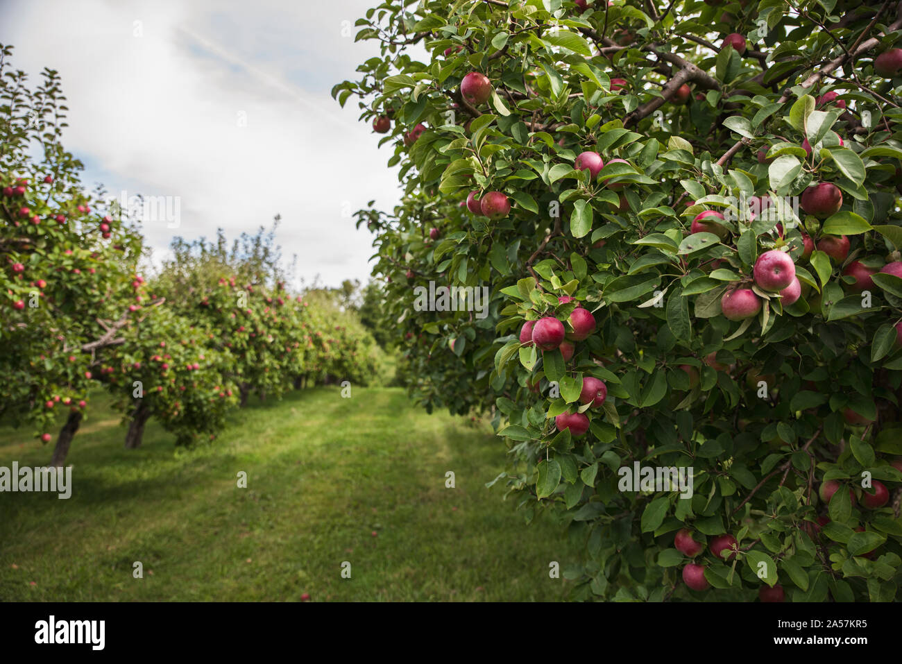 Rote Äpfel auf einem Apfelbaum in einem Apple Orchard Reif. Stockfoto
