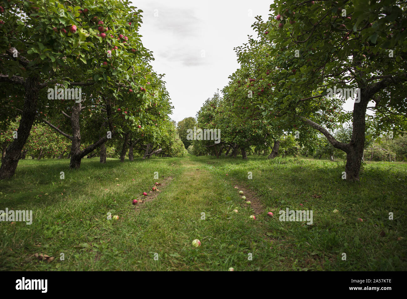 Reihen von Apfelbäumen in einem Obstgarten mit Äpfeln auf dem Boden. Stockfoto