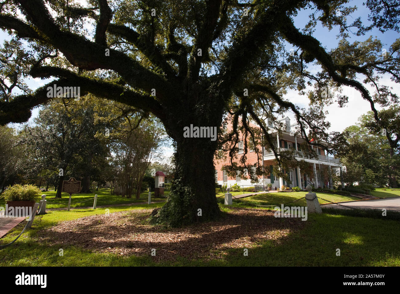Evangeline Oak Tree in einem Garten, St. Martinville, St. Martin Parish, Louisiana, USA Stockfoto