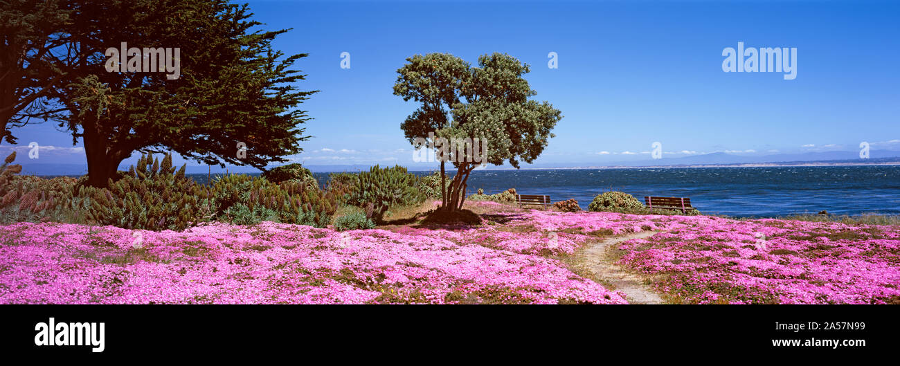 Blumen am Strand, Pacific Grove, Monterey County, Kalifornien, USA Stockfoto