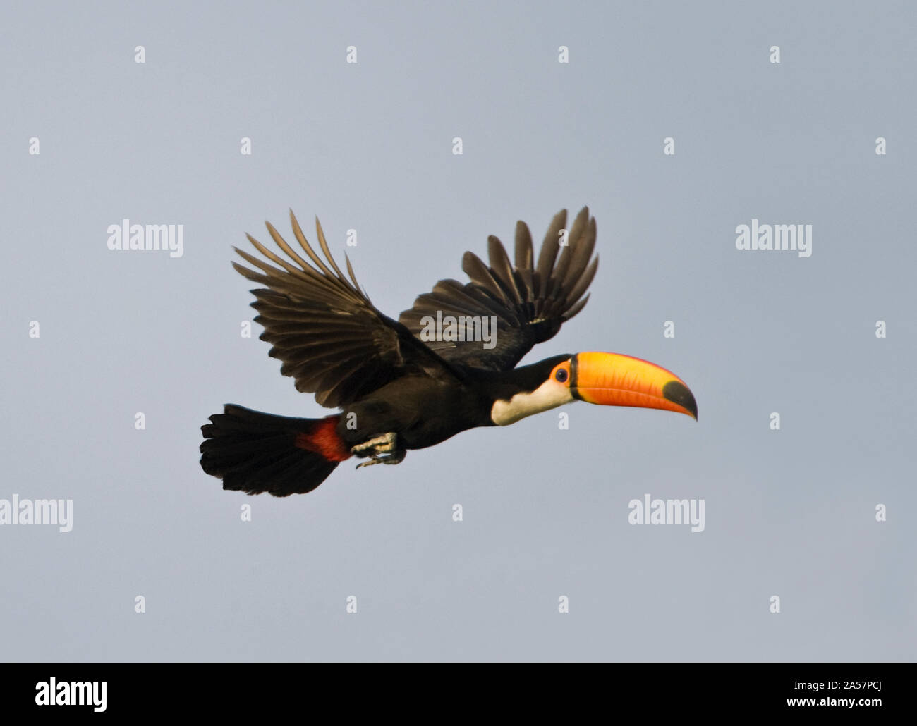 Riesentukan (Ramphastos toco) im Flug, Brasilien Stockfoto