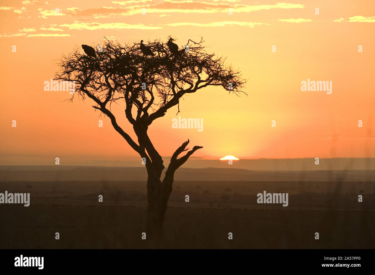 Sonnenaufgang über einer Landschaft, Kenia Stockfoto