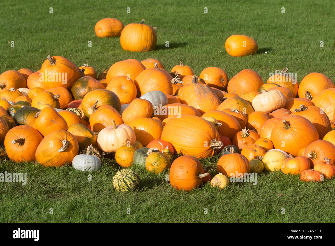 Ahead Of Halloween Stockfotos Und Bilder Kaufen Alamy