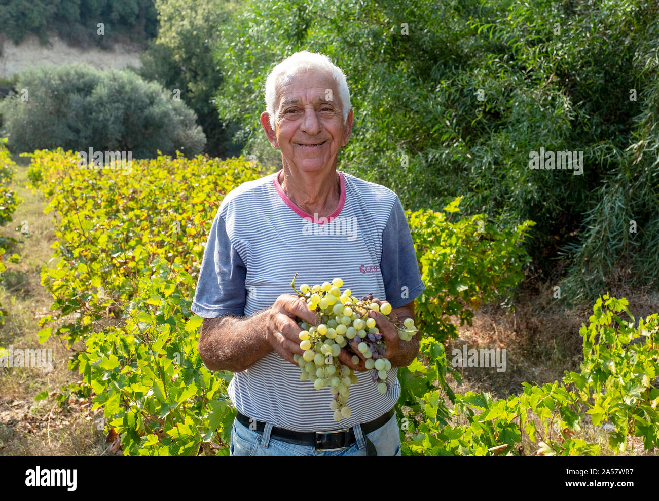 Evelthon eine zypriotische Bauern wählt seine organischen Trauben in einem Weinberg in der Region Paphos Zypern. Stockfoto