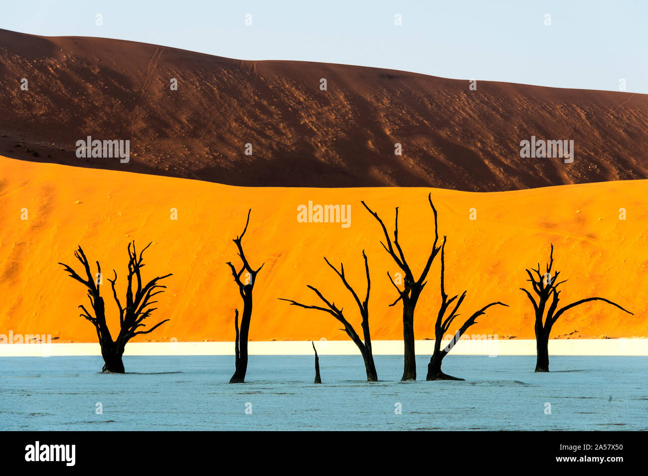 Tote Bäume in einer Wüste, Dead Vlei, Sossusvlei, Namib Wüste, Namib-Naukluft-Nationalpark, Namibia Stockfoto