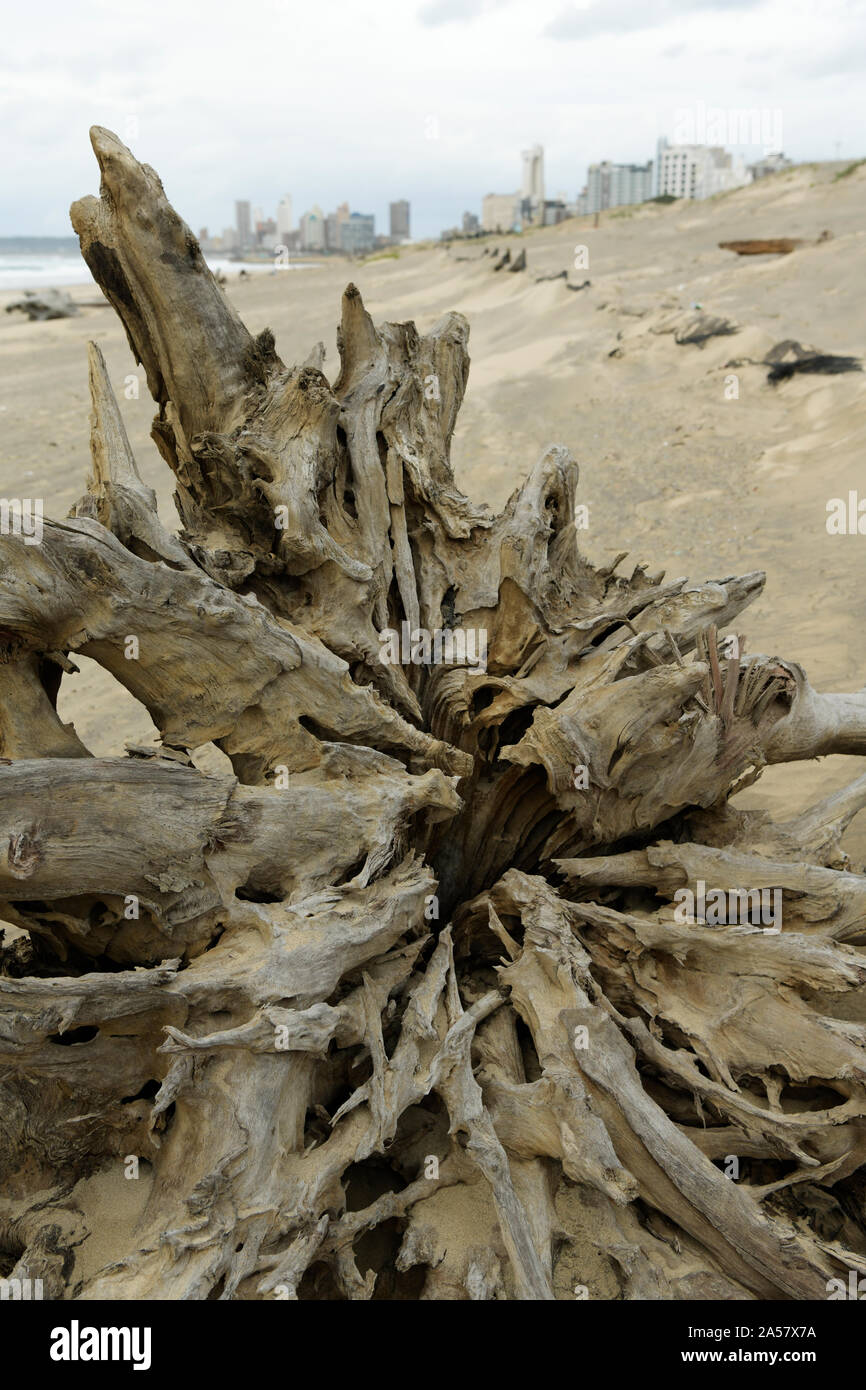 Freiliegende Wurzeln der toten Baum an Strand, Sturmschäden, Landschaft, Pflanzen, Hintergrund, in situ, Durban, Südafrika, Stadt, Decay, Afrikanische Stockfoto