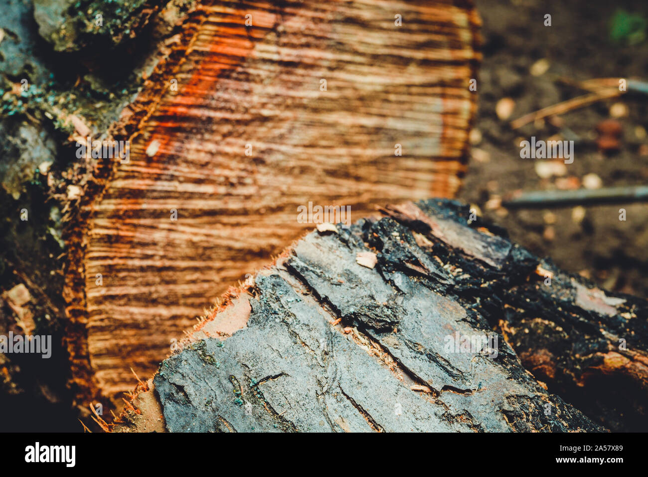Trank einen alten Baum. Ein Apple. Der Holzverarbeitung. Textur. Stockfoto