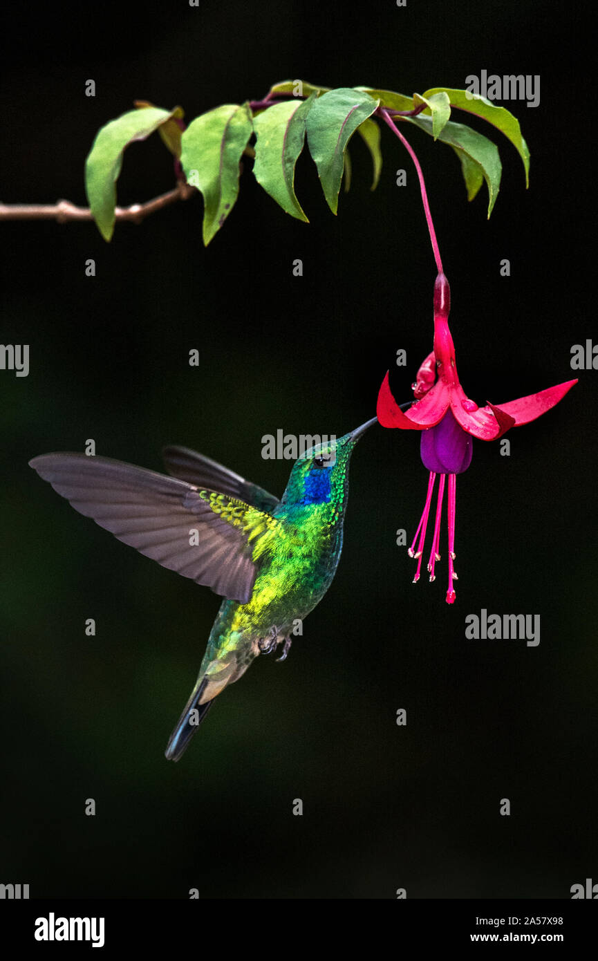 Grün (Colibri Violetear thalassinus) Fütterung auf eine Blume, Savegre, Costa Rica Stockfoto