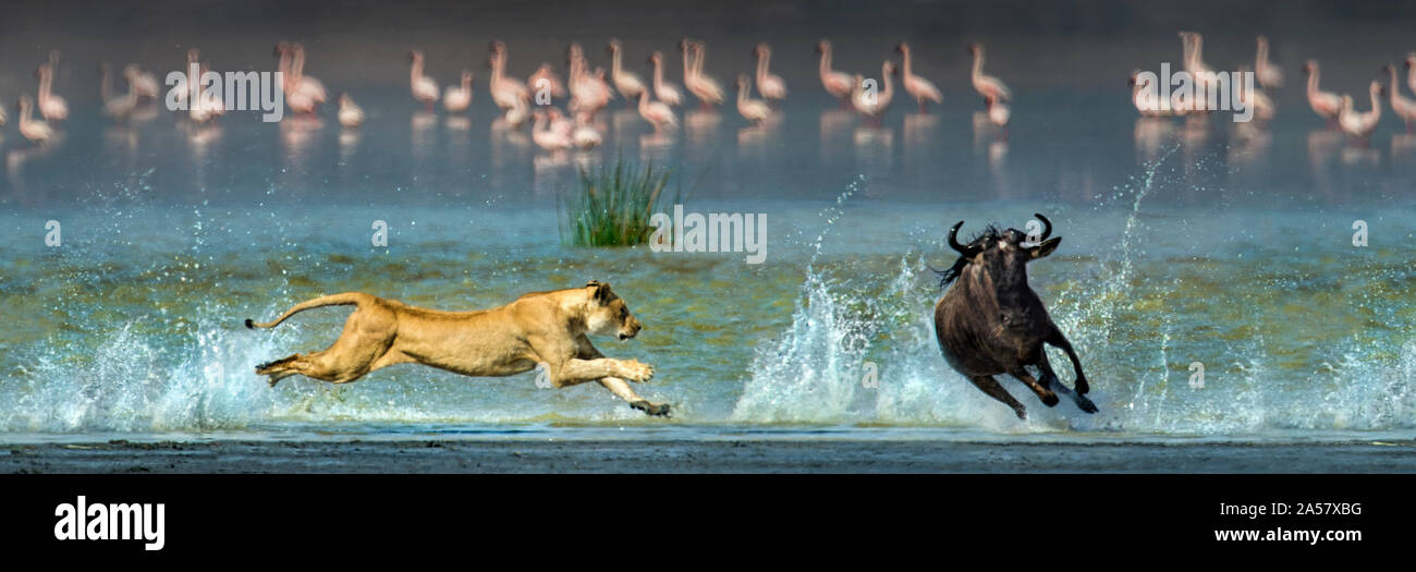 Afrikanische Löwin (Panthera leo) Jagd Gnus, Ngorongoro Krater, Ngorongoro Conservation Area, Tansania Stockfoto