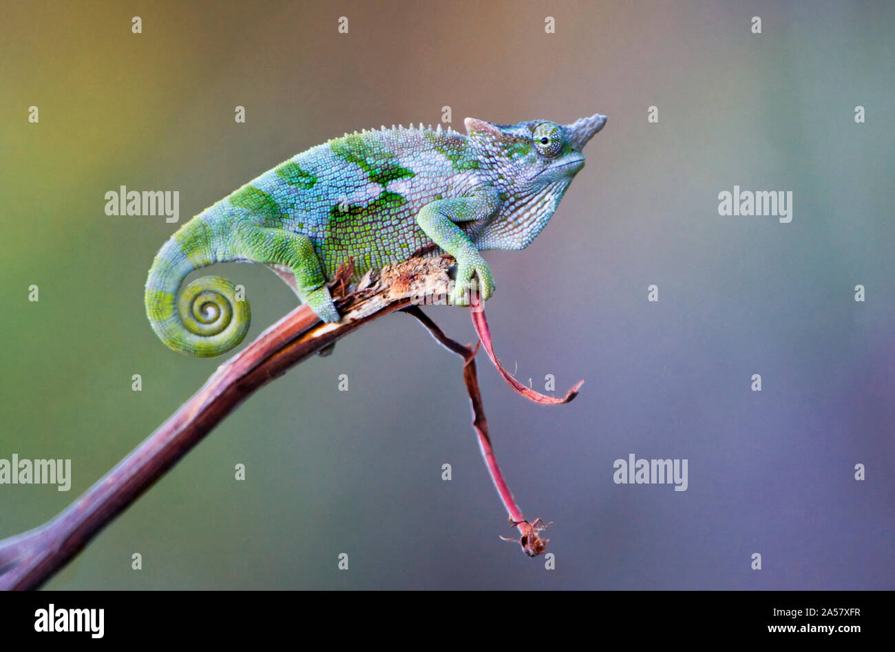 Dwarf Chameleon (Bradypodion) auf einem Zweig, Usambara Berge, Tansania Stockfoto