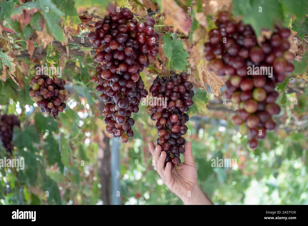 Trauben auf einem weinstock am Tsangarides Winery, Region Paphos, Zypern. Stockfoto