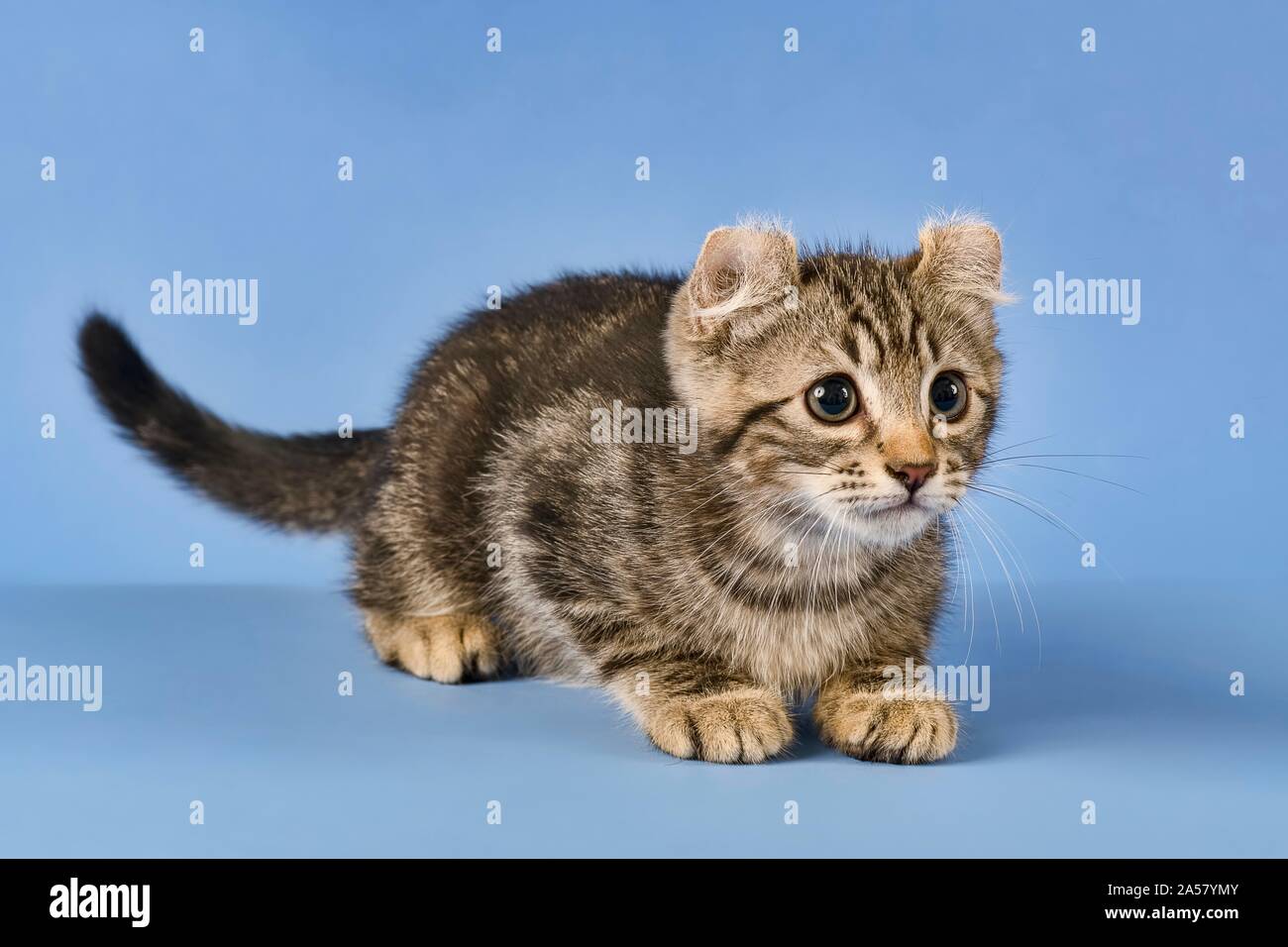 Breedcat American Curl (Felis silvestris catus), Enten, schwarz gestromt, Junge, 10 Wochen, blauer Hintergrund, Österreich Stockfoto