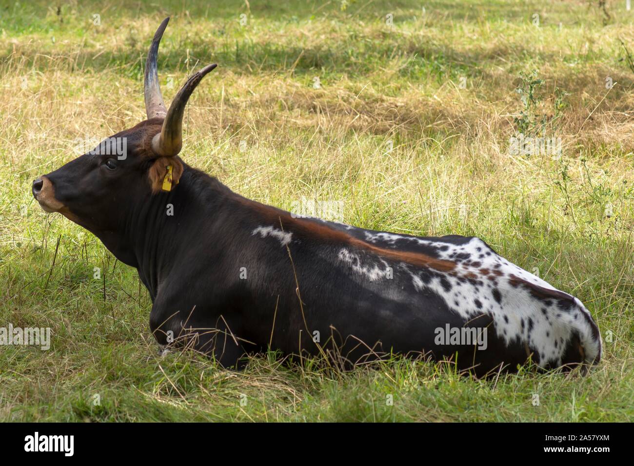 Texas Longhorn (Bos taurus), Stier im Gras liegend, Bayern, Deutschland Stockfoto