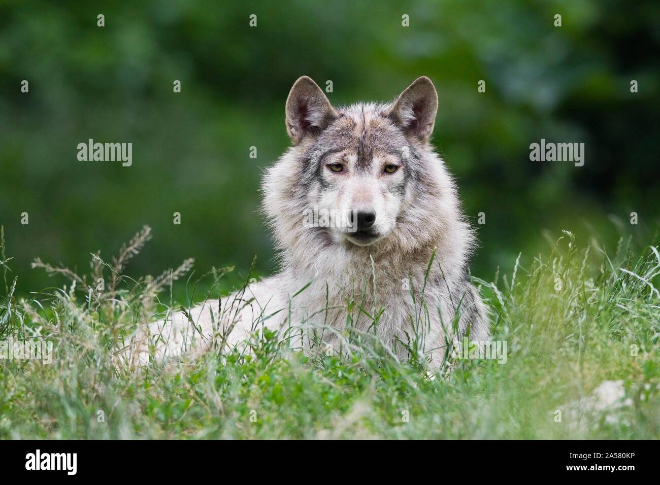 Algonquin Wolf (Canis lupus lycaon), liegend im Gras, Captive, Deutschland Stockfoto