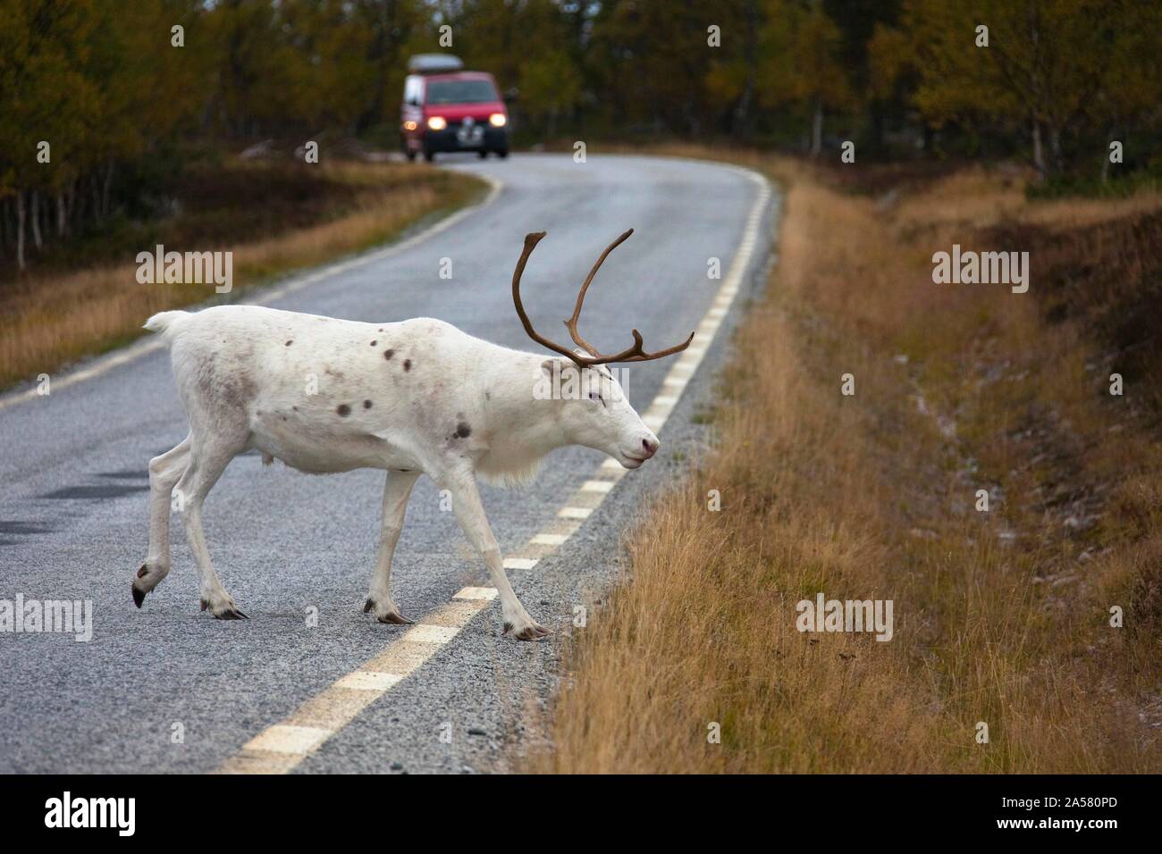 Europäische Rentier (Rangifer tarandus tarandus) überfahrt-Straße, Schweden Stockfoto