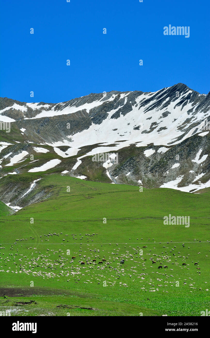 Schafe auf den Hängen des Kaukasus Gebirge. Kazbegi region, Georgia. Kaukasus Stockfoto